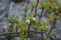Strumpfia maritima