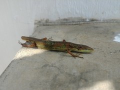 Takydromus stejnegeri