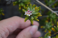 Strumpfia maritima