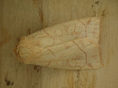 Xylenini