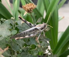 Schistocerca nitens