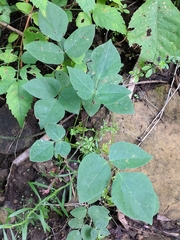 Hylodesmum