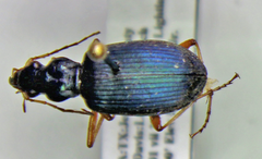 Chlaenius leucoscelis