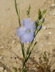 Linum marginale
