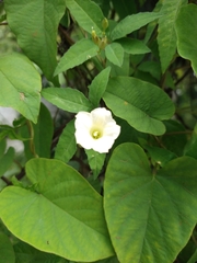 Distimake quinquefolius