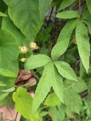 Distimake quinquefolius