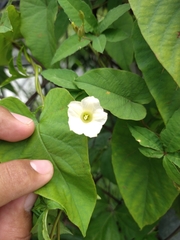 Distimake quinquefolius