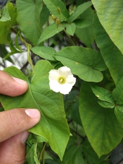 Distimake quinquefolius