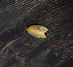 Templemania rhythmogramma