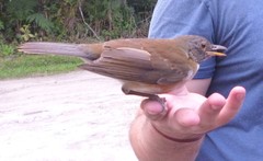 Turdus albicollis