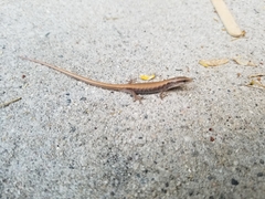 Elgaria multicarinata