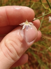 Scaevola basedowii