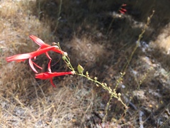 Penstemon labrosus