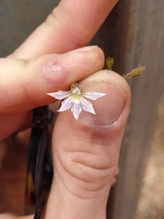 Scaevola basedowii