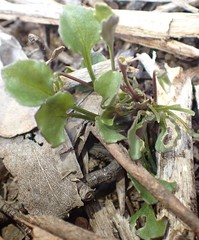 Viola cleistogamoides