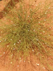 Scaevola basedowii