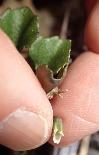 Image of Viola cleistogamoides by no rights reserved