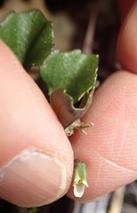 Viola cleistogamoides