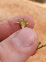 Scaevola basedowii