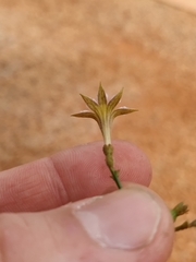 Scaevola basedowii
