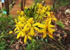 Epidendrum aura-usecheae