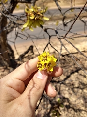 Heteropterys byrsonimifolia