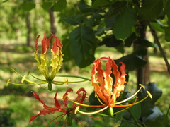 Gloriosa