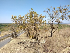 Heteropterys byrsonimifolia