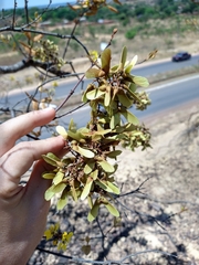 Heteropterys byrsonimifolia