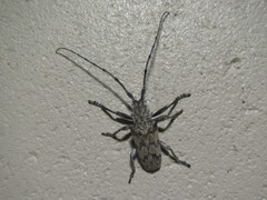 Rhytiphora bispinosa