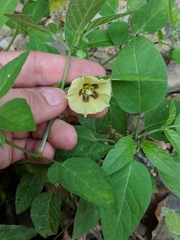 Physalis longifolia subglabrata