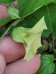 Physalis longifolia subglabrata