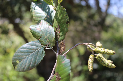 Andean Alder