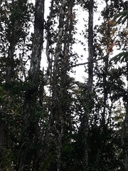 Streptopelia chinensis