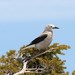 Clark's Nutcracker - Photo (c) Erin and Lance Willett, some rights reserved (CC BY-NC-ND)