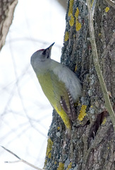 Grey-Headed Woodpecker photo 2