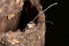 Polyrhachis cupreata