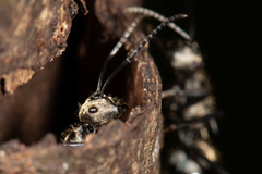 Polyrhachis cupreata