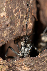 Polyrhachis cupreata