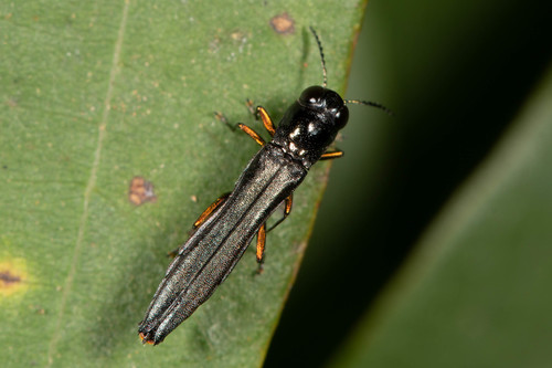Agrilus deyrollei · iNaturalist
