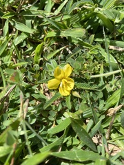 Chamaecrista garambiensis