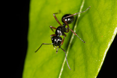 Polyrhachis abbreviata