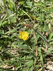 Chamaecrista garambiensis