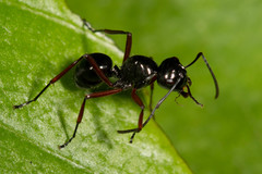 Polyrhachis abbreviata