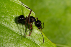 Polyrhachis abbreviata