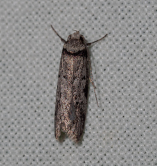 Philobota iphigenes