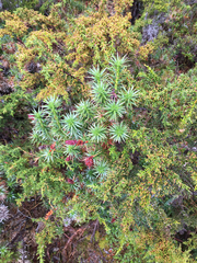 Pherosphaera hookeriana