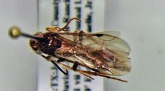 Sphaeropthalminae