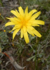 Microseris walteri
