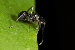 Polyrhachis robsoni